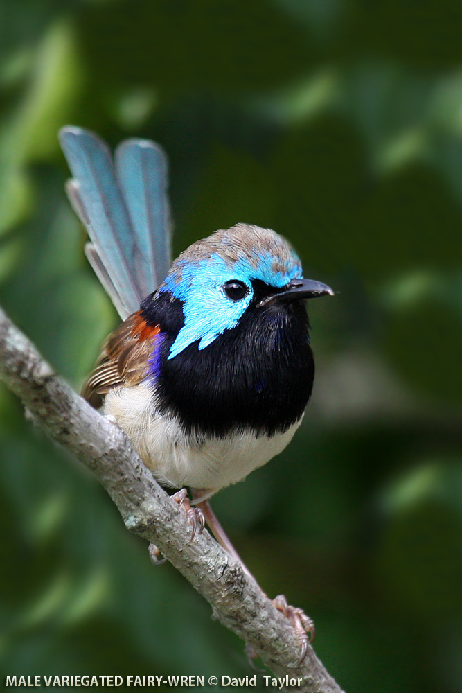 fairywren male-variegated