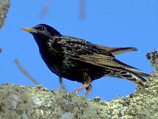 starling