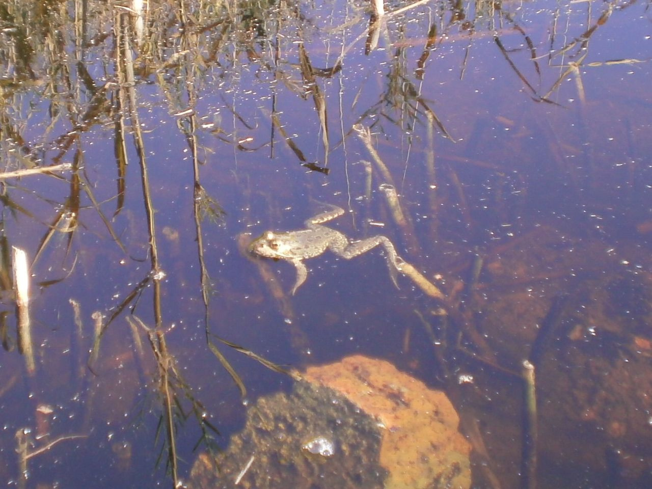 Kecskebéka, csak lazán.