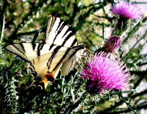 Eszegetek (Kardfarkú pillangó (Iphiclides podalirius)