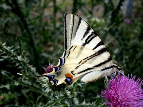 Szívókázom (Kardfarkú pillangó (Iphiclides podalirius)