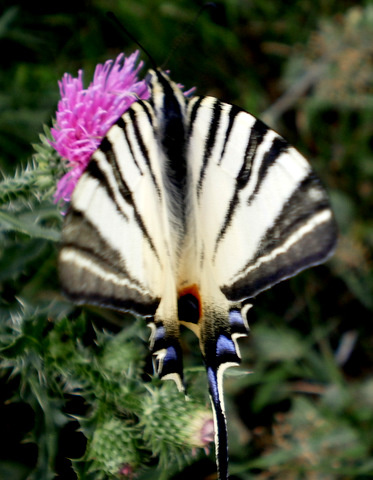 Kardfarkú pillangó fél farokkal (Iphiclides podalirius)