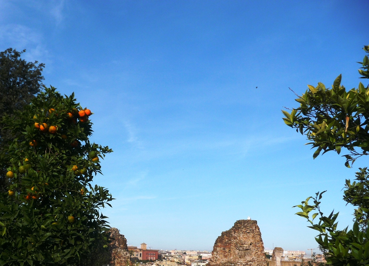 Róma - Roman Forum, érik a narancs novemberben