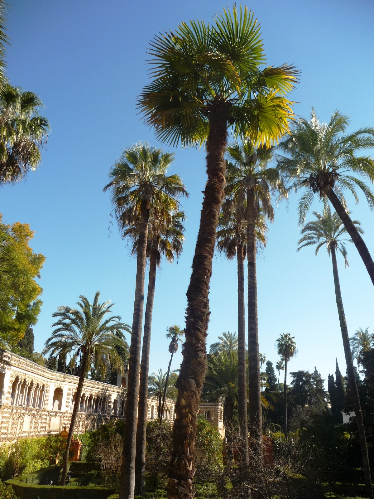 Sevilla - Alcázar