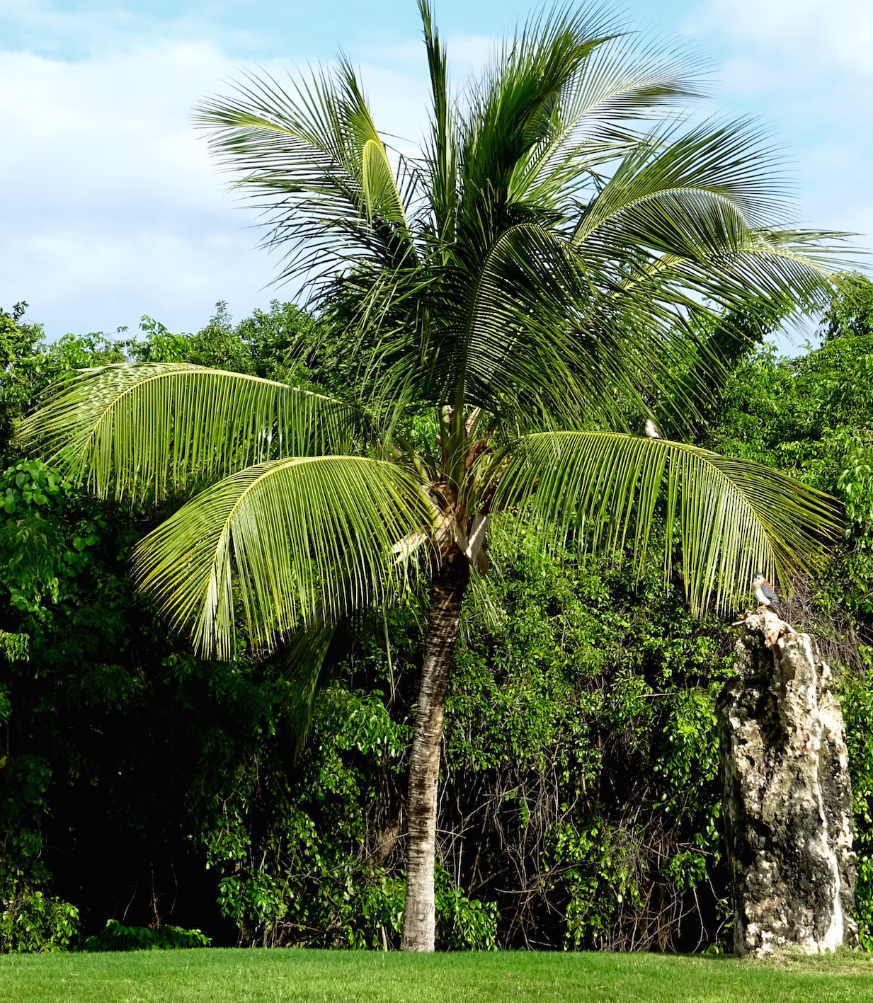 La Cana Golf Club, madarak