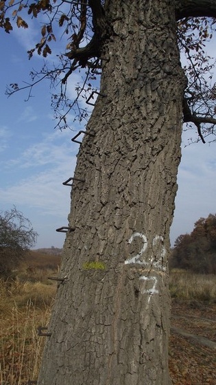 "lesfa" is mászókákkal