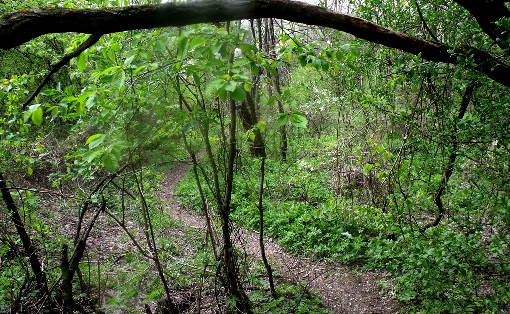 Kezdődik a "bozótharc"