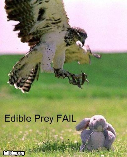 fail-owned-eagle-fail