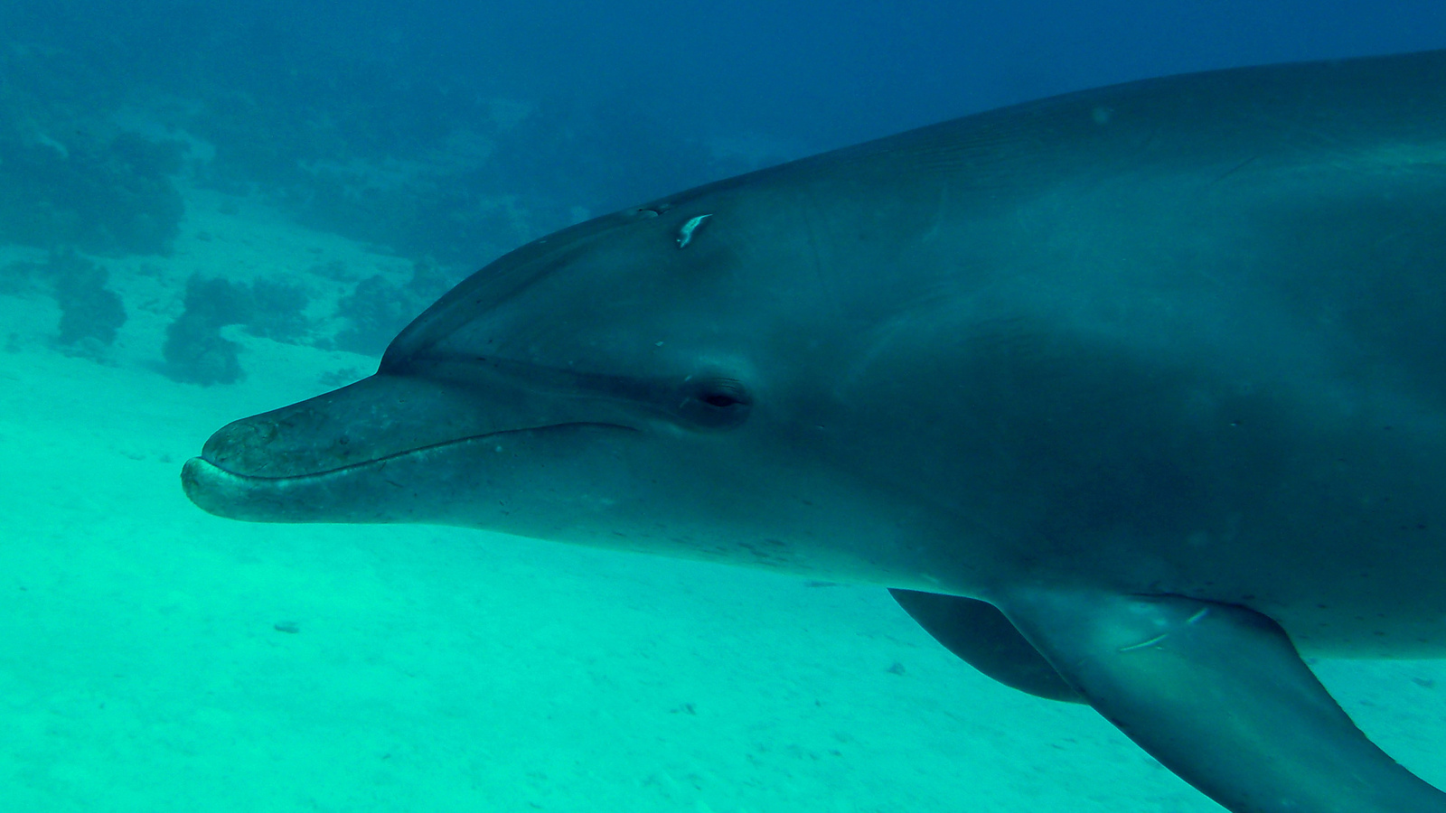 Az első delfinem (kis palackorrú delfin)