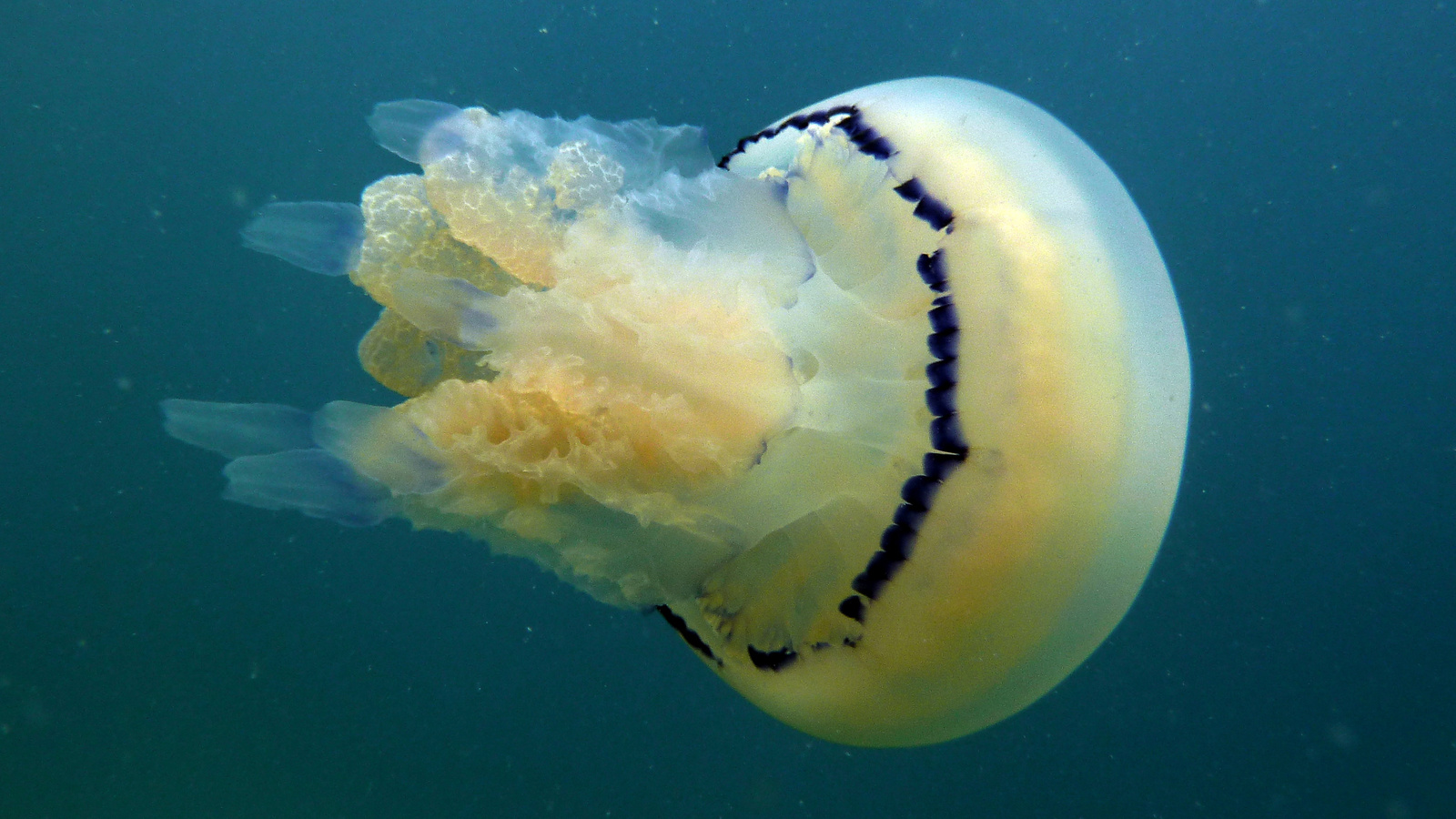 Gyökér-szájú medúza