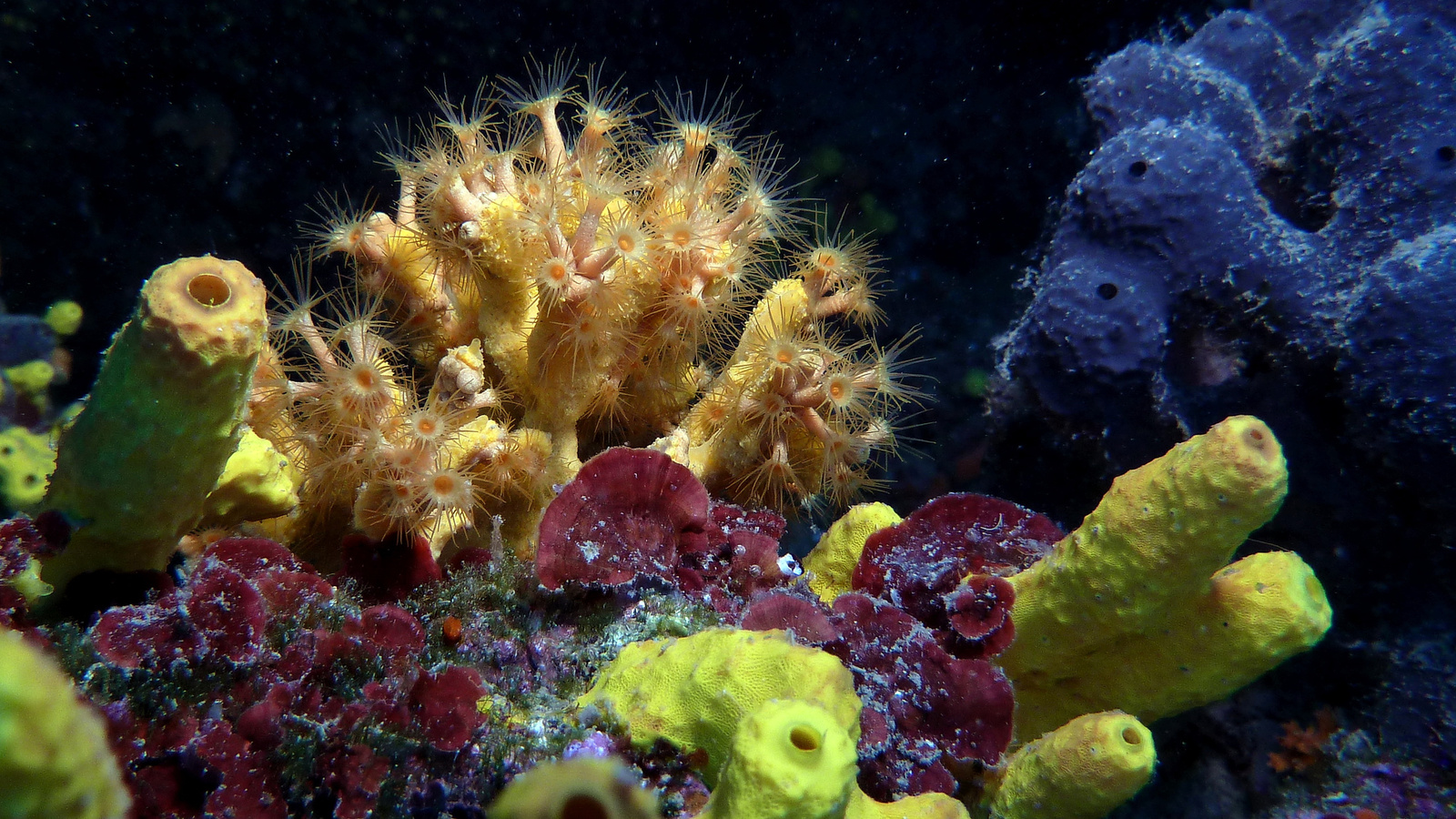 Sárga kéreg-korall