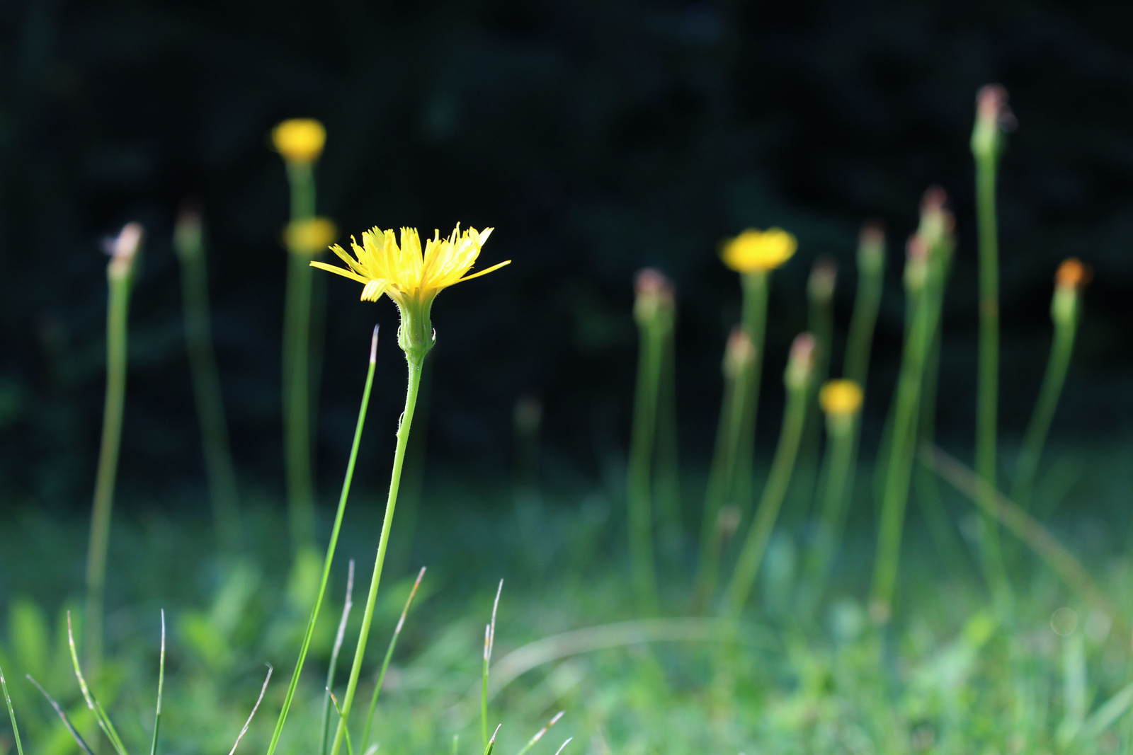 20150822-22-Sarvar-Arboretum