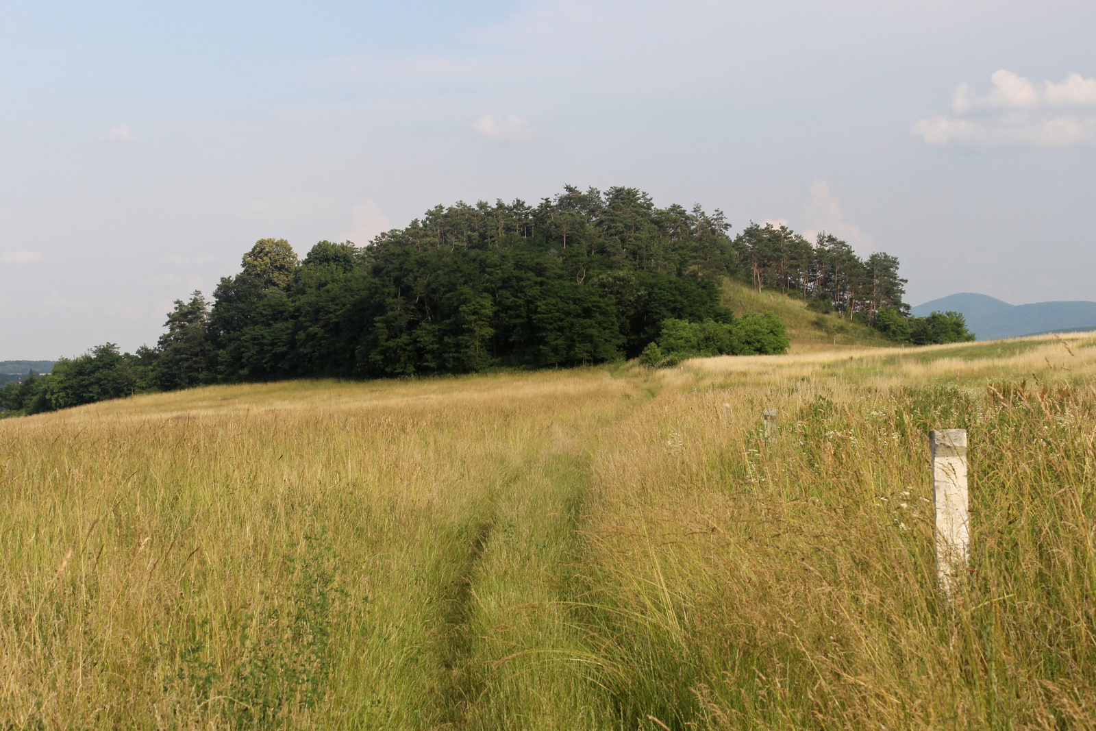 20180610-88-ZsidotemetoFele