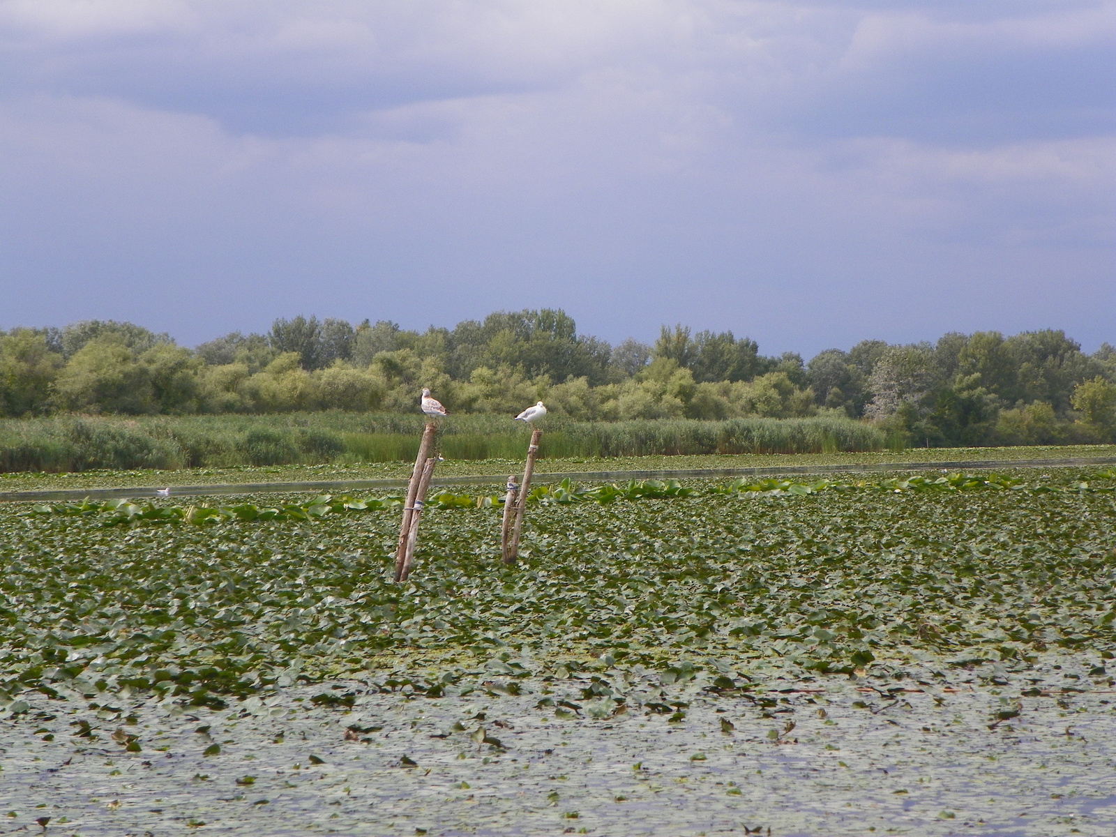 Tisza-tó 127