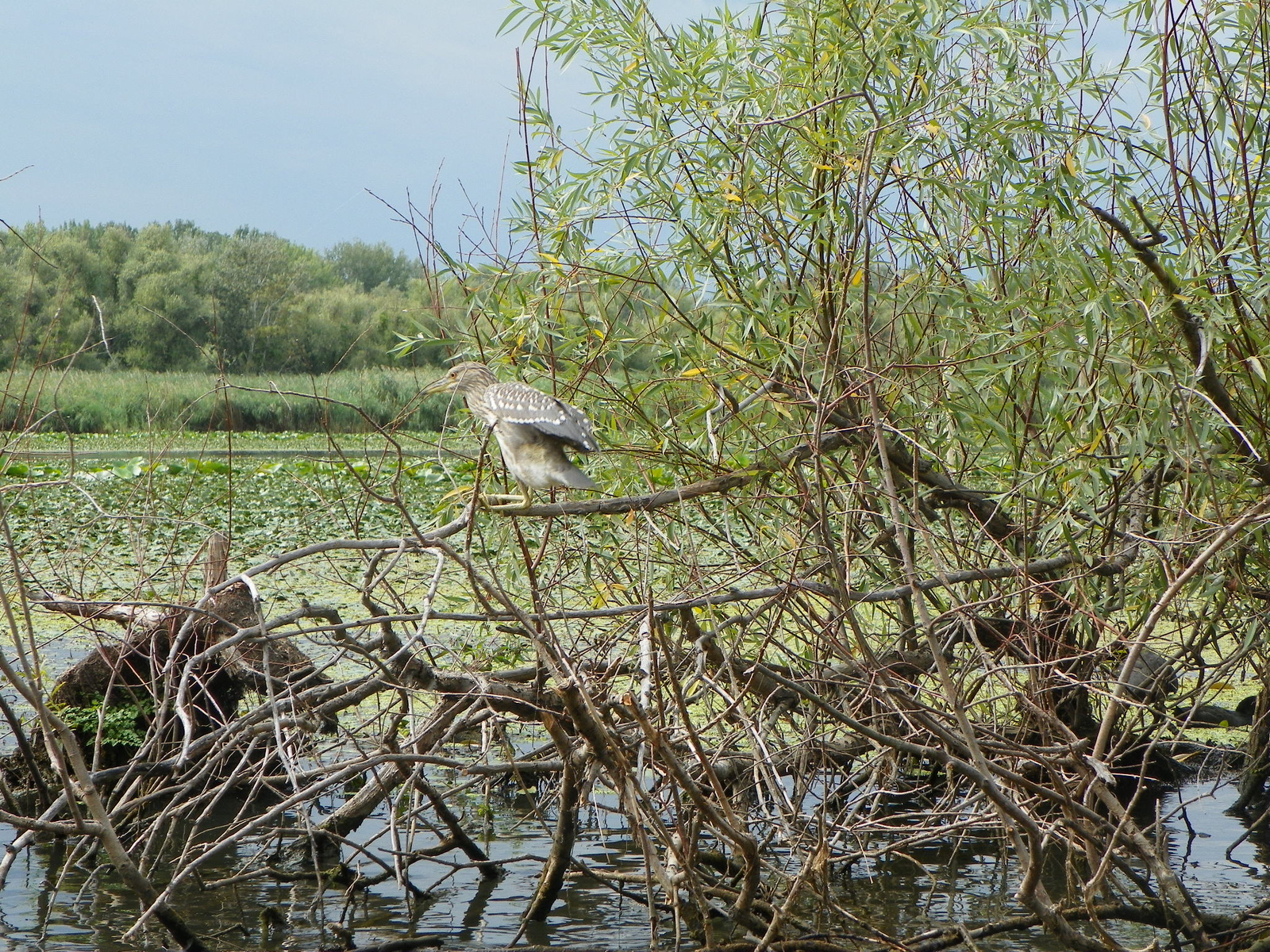 Tisza-tó 131