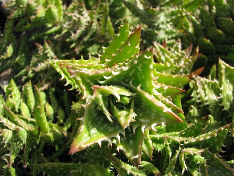 Jardín de Cactus[102] resize