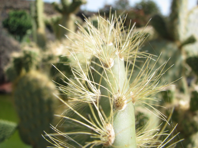 Jardín de Cactus[173] resize