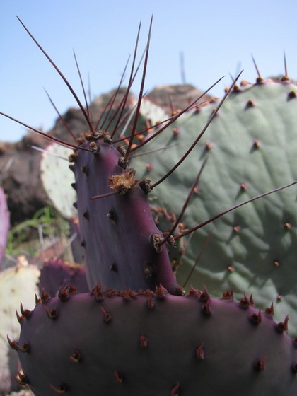 Jardín de Cactus[182] resize