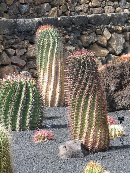 Jardín de Cactus[222] resize