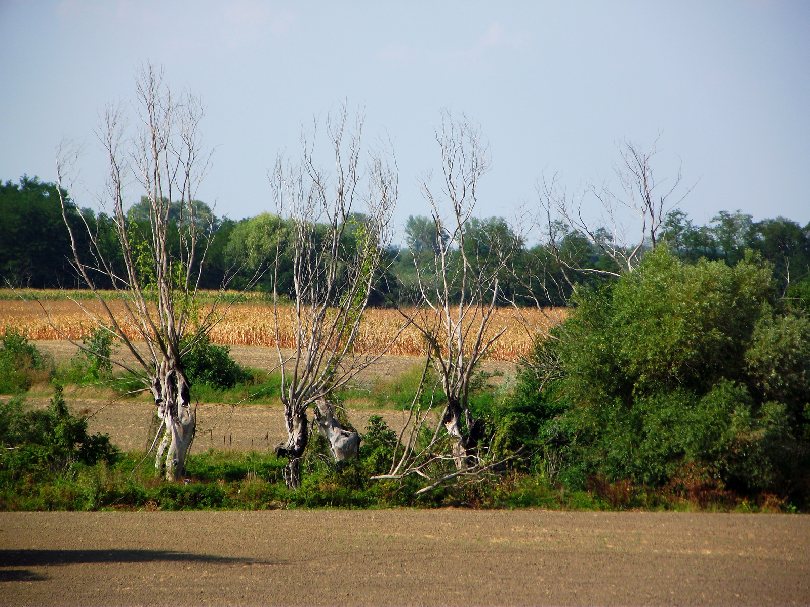 Kiszáradva