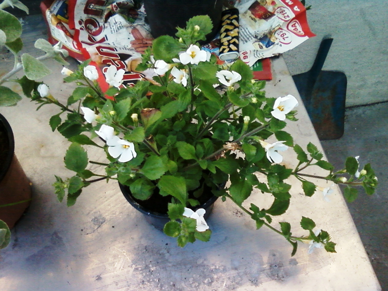 bacopa