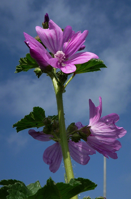 fleur