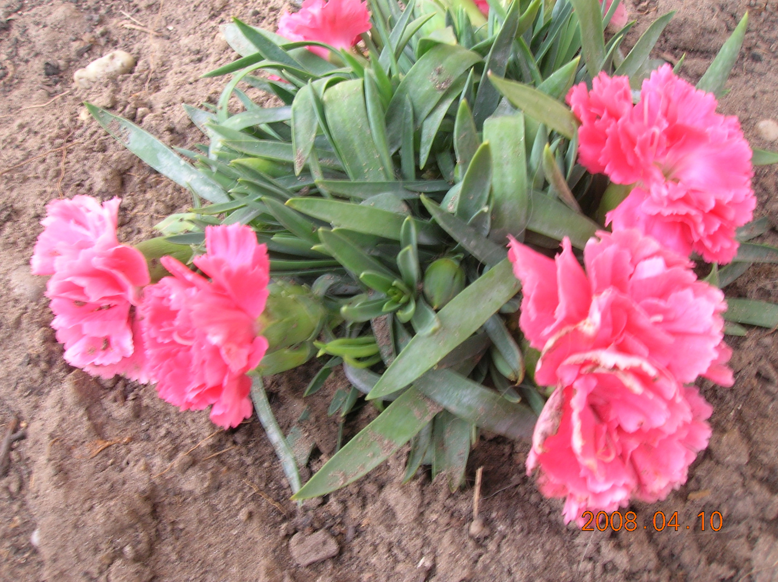 2008.04 virágok
