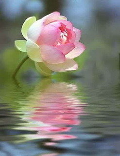 lotusz rozsa