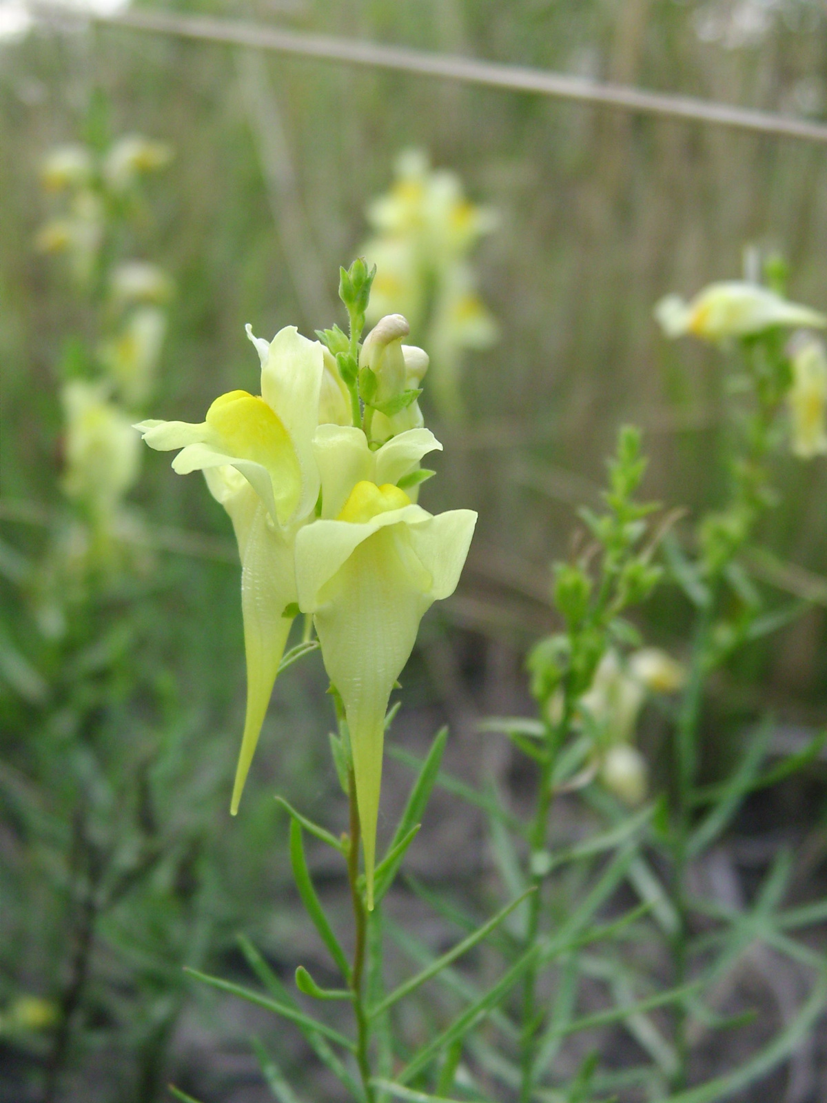 Közönséges gyújtoványfű (Linaria vulgaris)