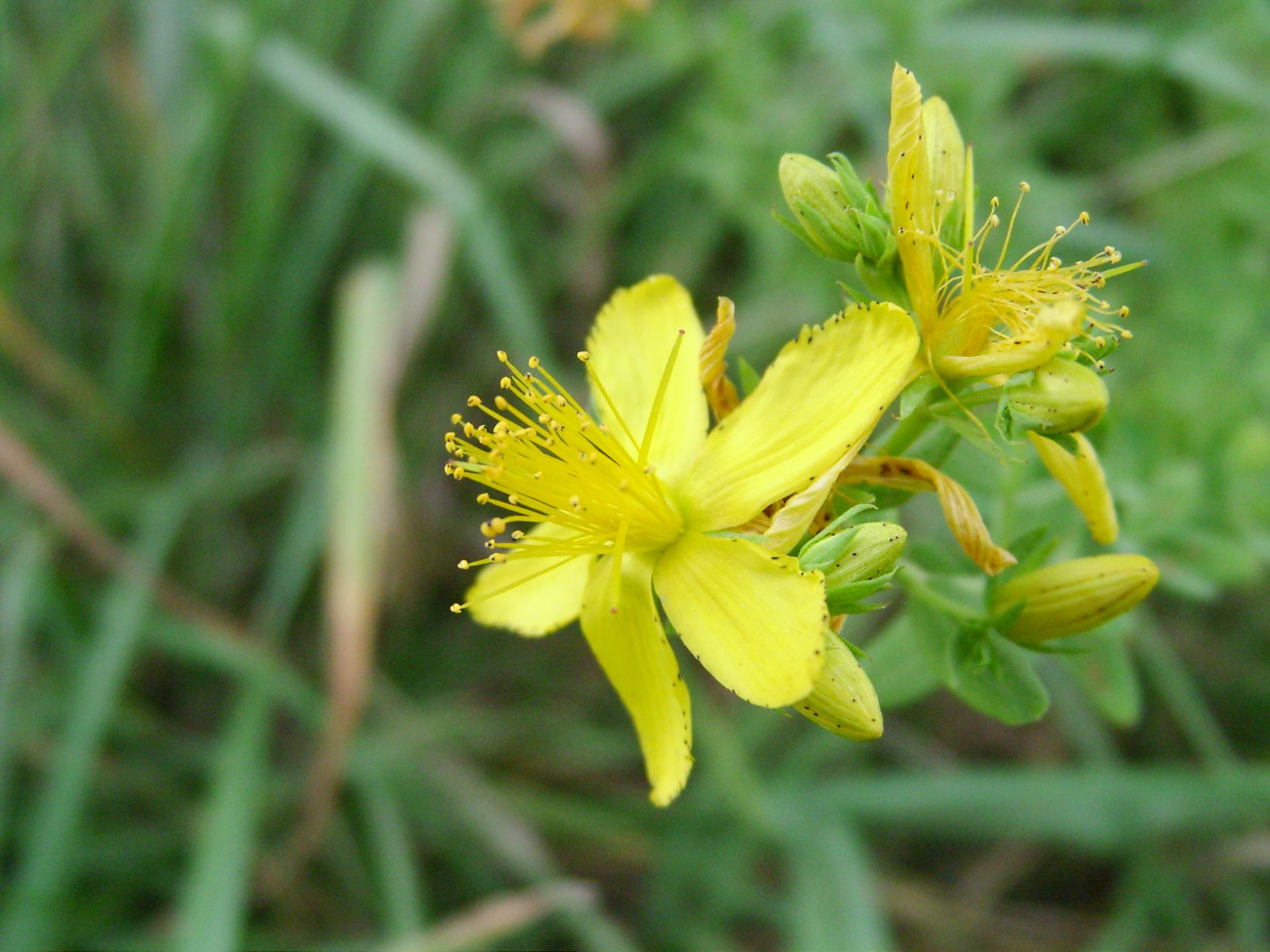 Közönséges orbáncfű (Hypericum perforatum)