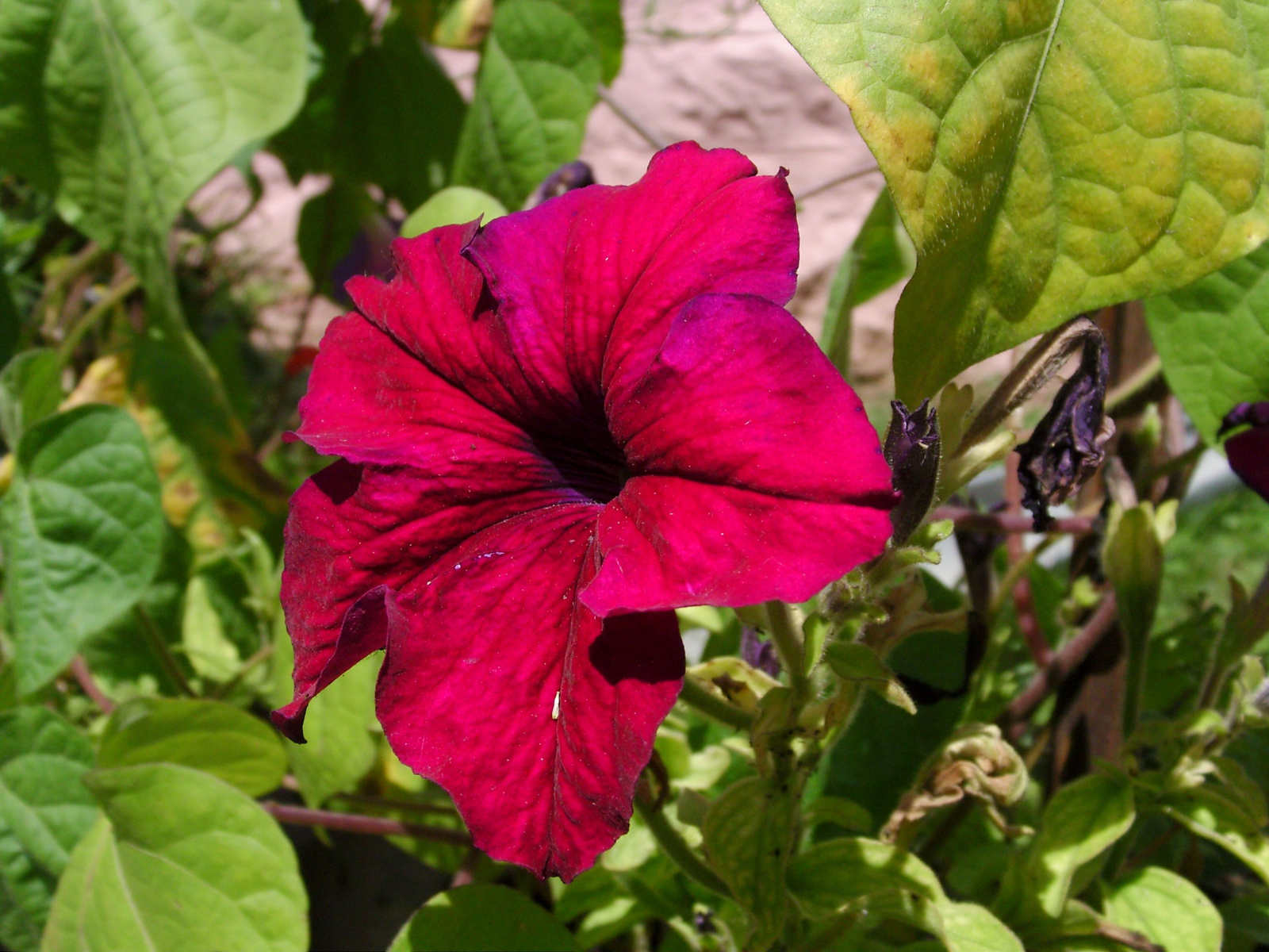 Petúnia (Petunia) I