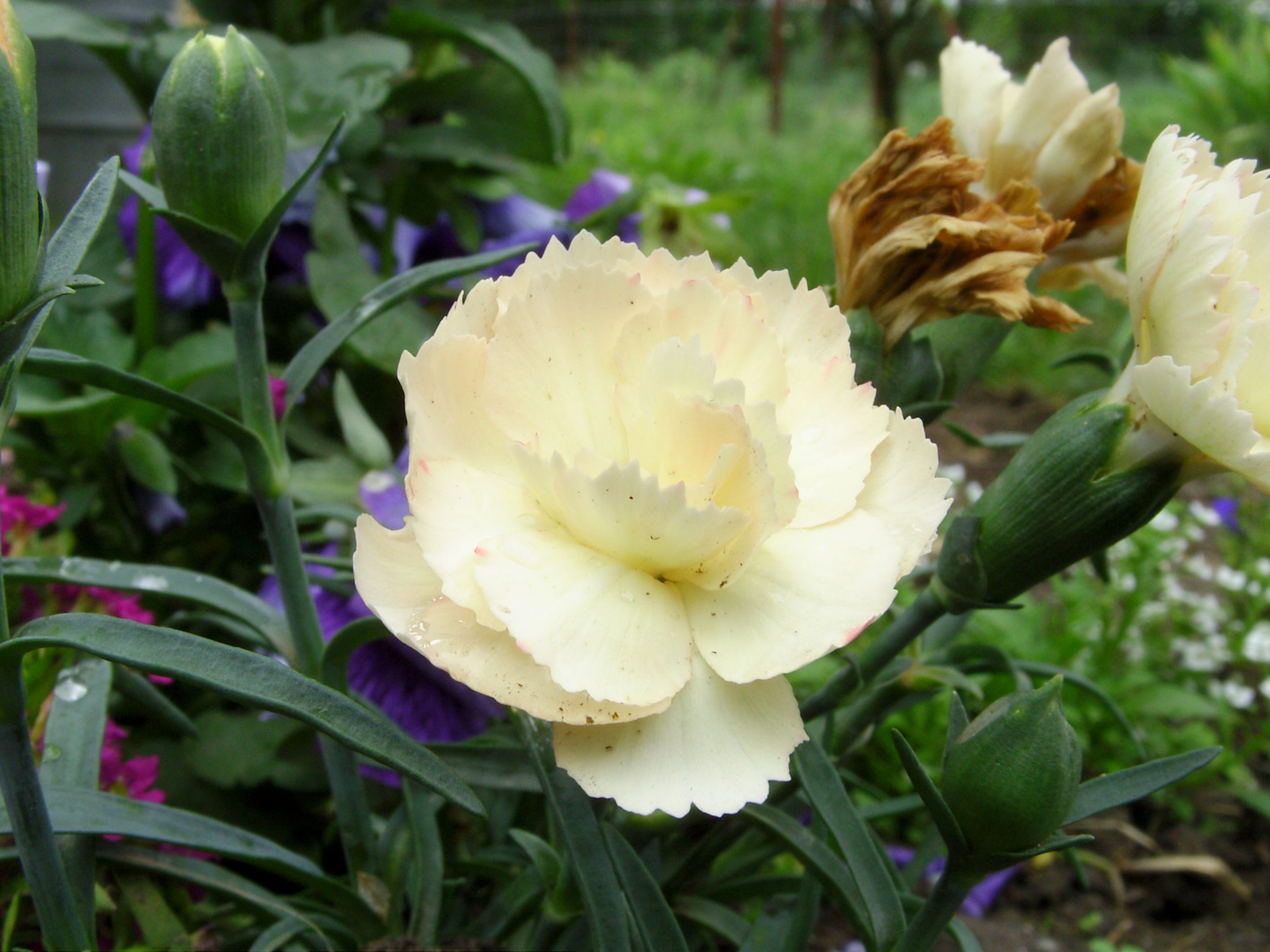 Szegfű (Dianthus) V