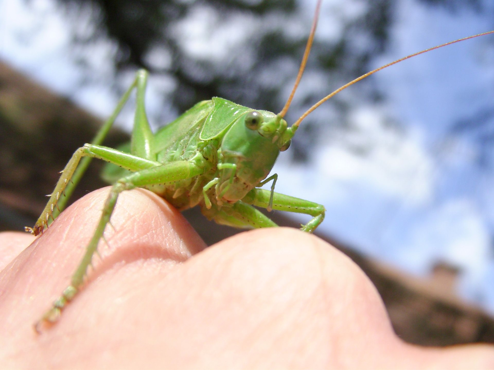 Zöld lombszöcske (Tettigonia viridissima) IV