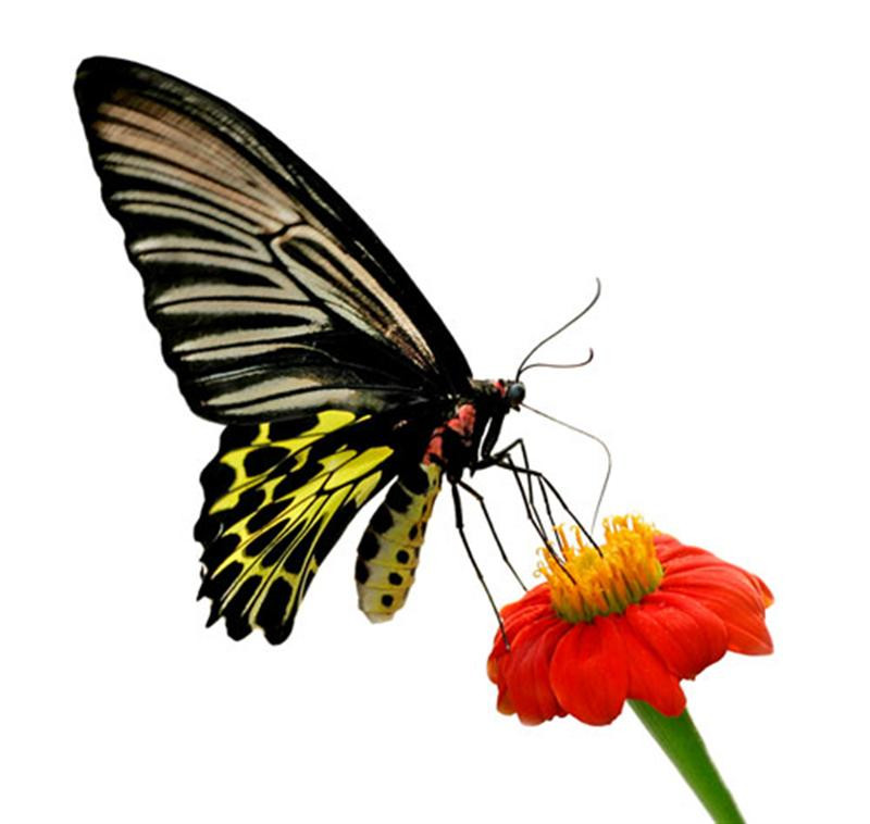 butterfly 21 (Medium)