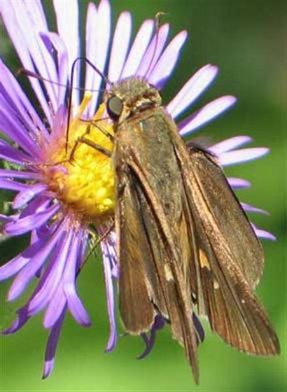 skipper3 (Medium)