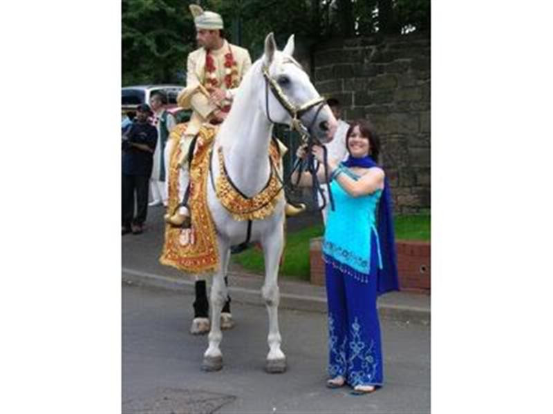 Indian-wedding-horse-Yorkshire (Medium)