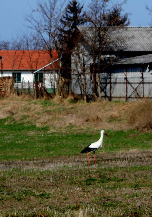 Csillag úti gólya a kertek alatt 2017.márc.13.