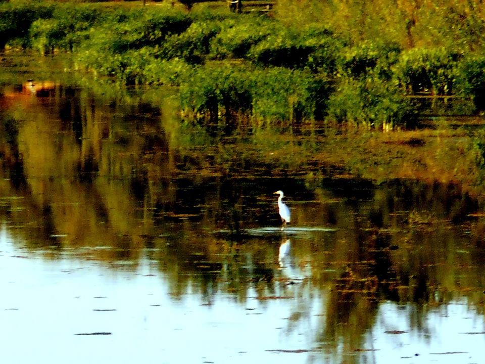 Holt Tisza 1.sz. tava Fegyvernek2