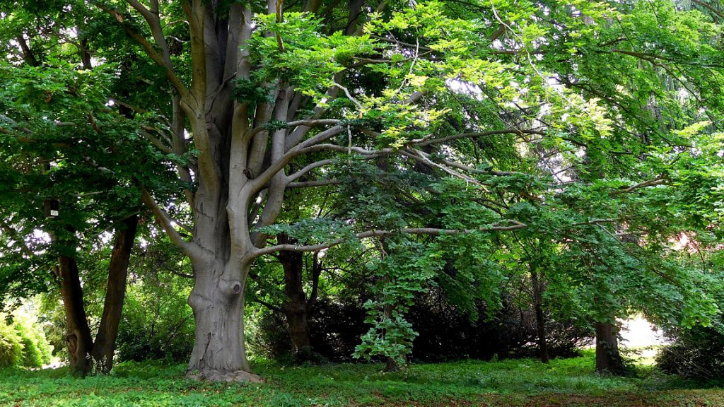 Arborétum, Zirc