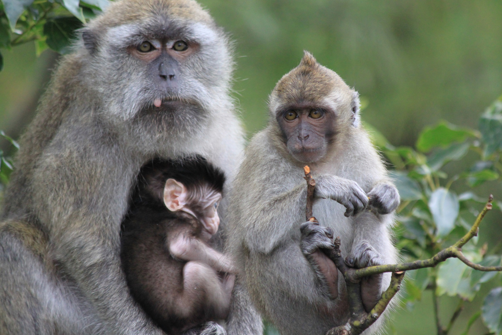 Wild monkeys of Mauritius