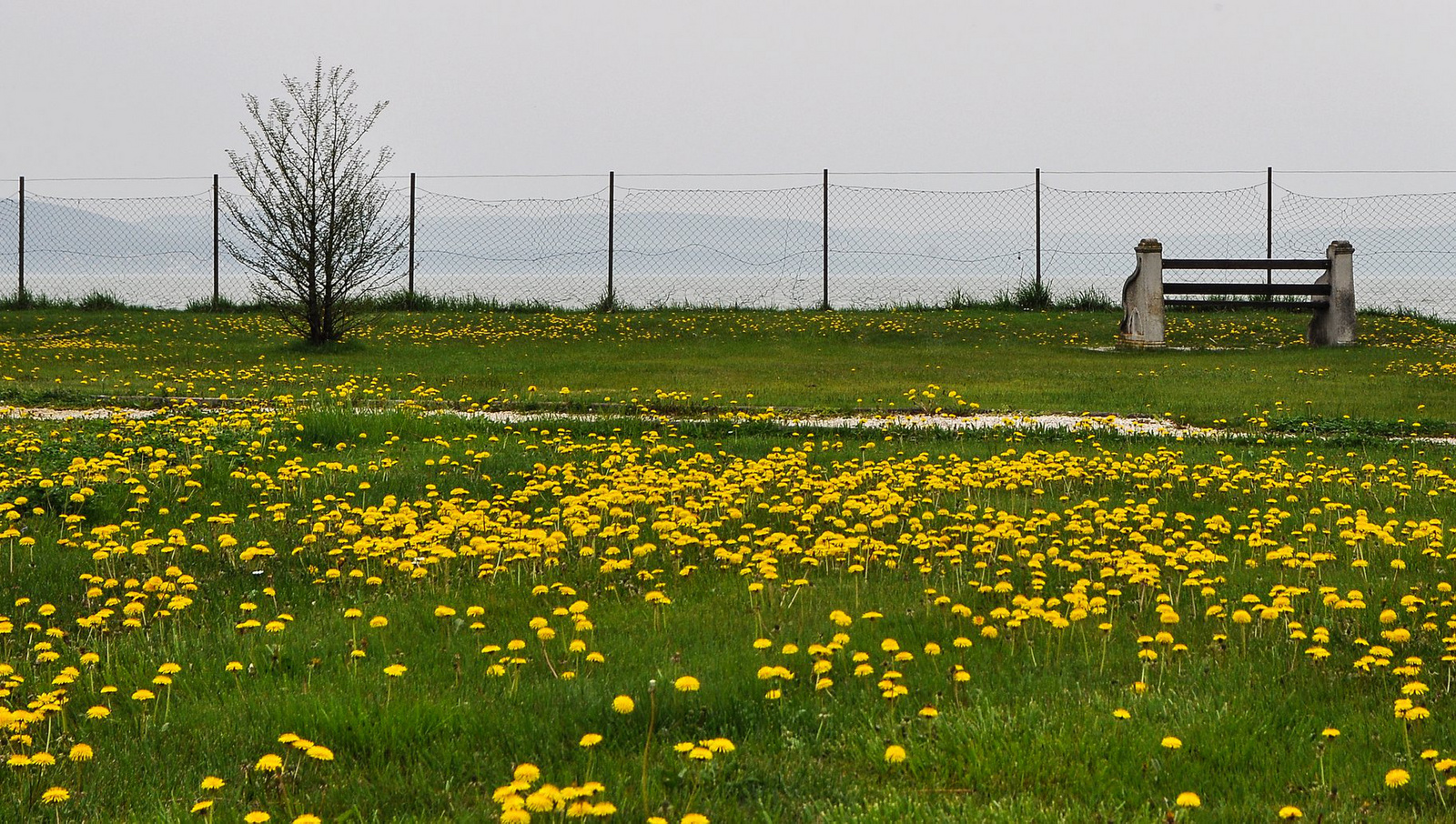 Kitekintő