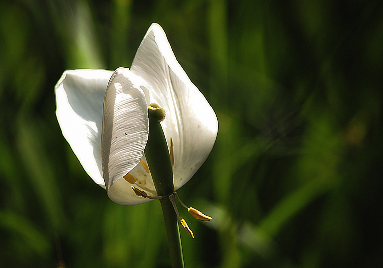 Fehér tulipánBB