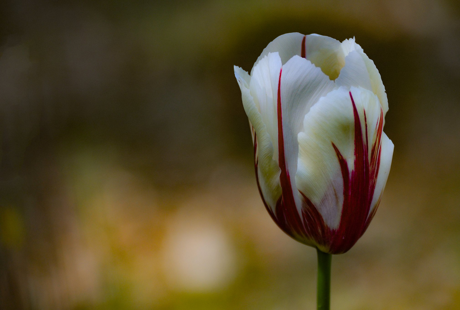 Az utolsó tulipán idén