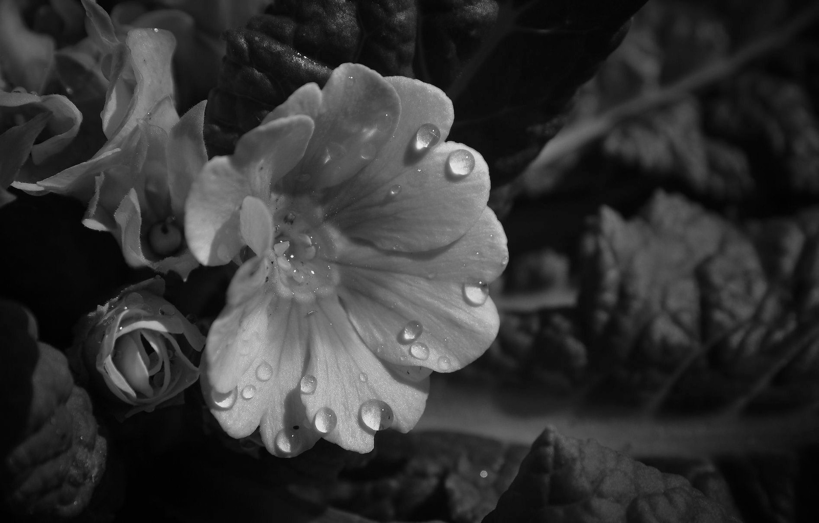 Esőcseppek a virágonFF