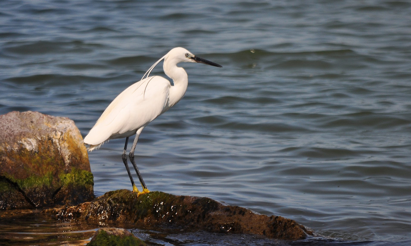 Kiskócsag a köveken