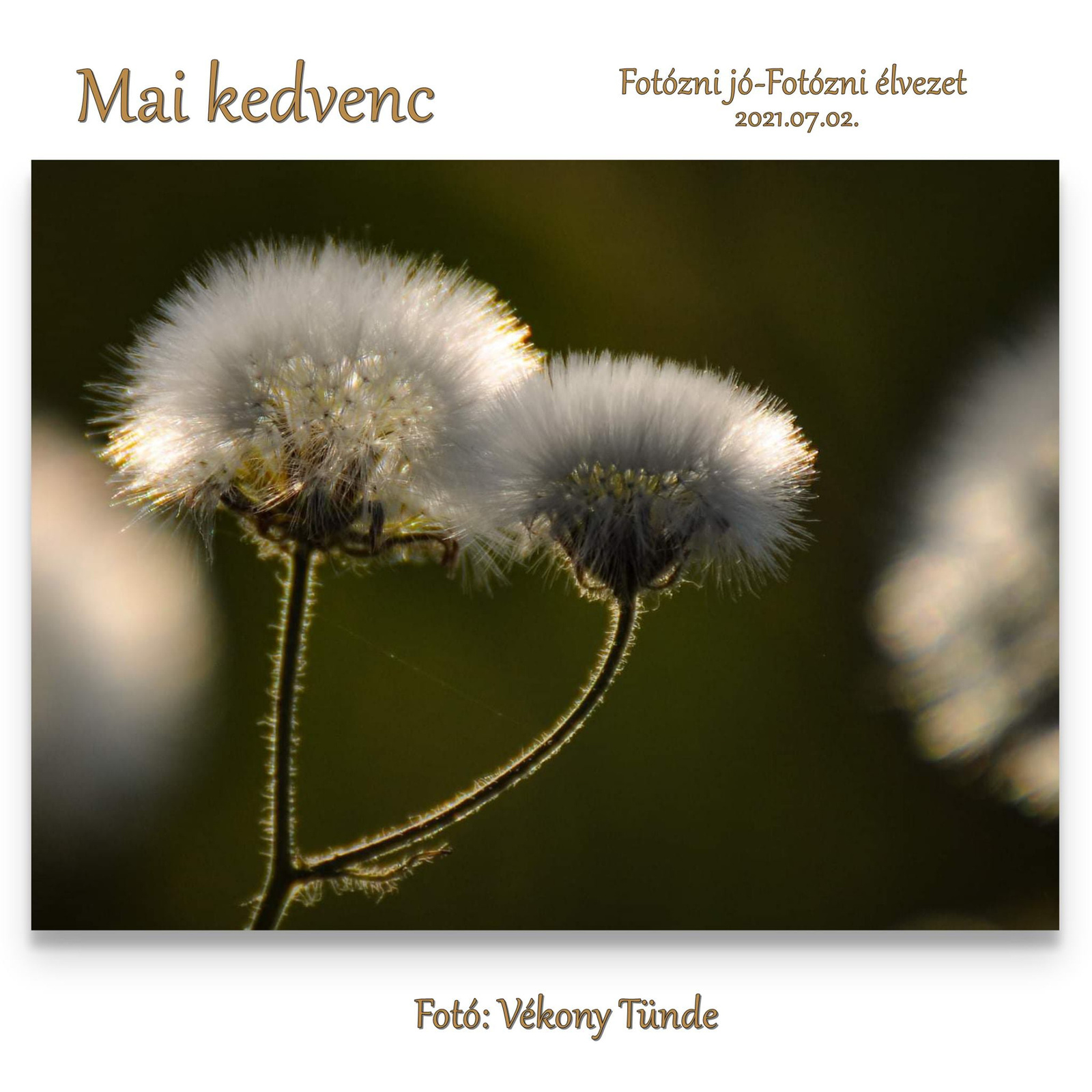 MAI KEDVENCTTTT