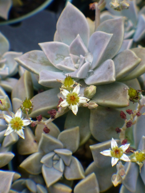 Graptopetalum paraguayense