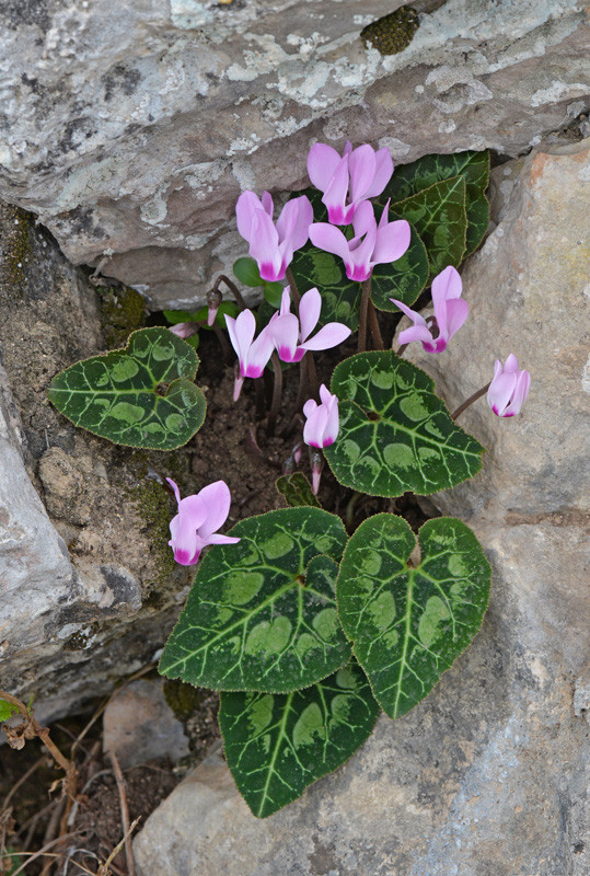 cyclamen persicum 2015 2