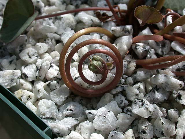 Cyclamen purpurascens setting seed 0001