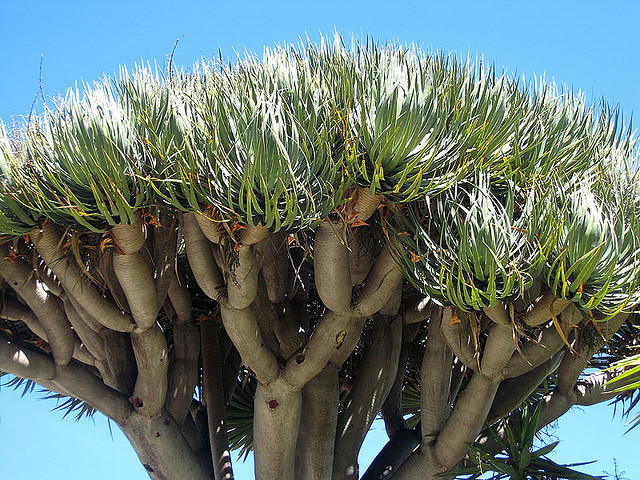 Dracena-Draco